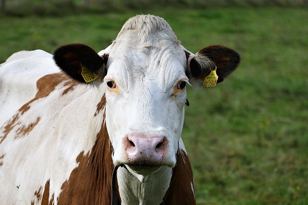 Portrait d'une vache montbéliarde près du gîte