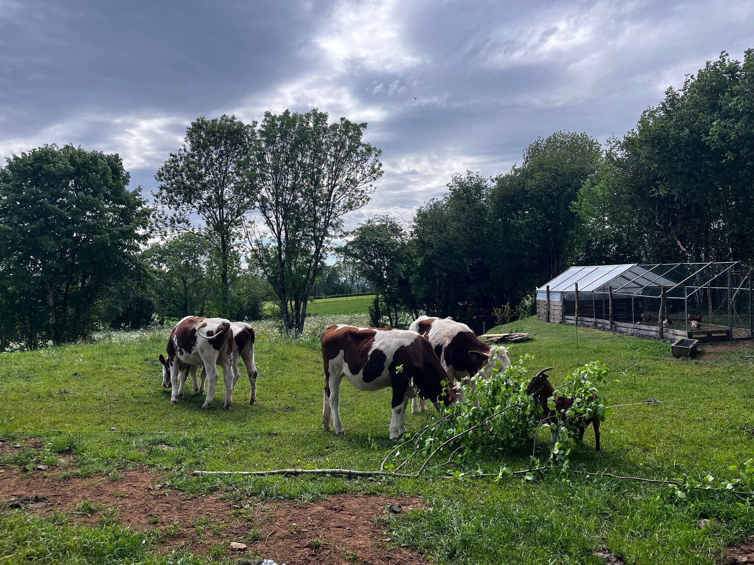 Vaches et chèvres dans le pré, près du poulailler