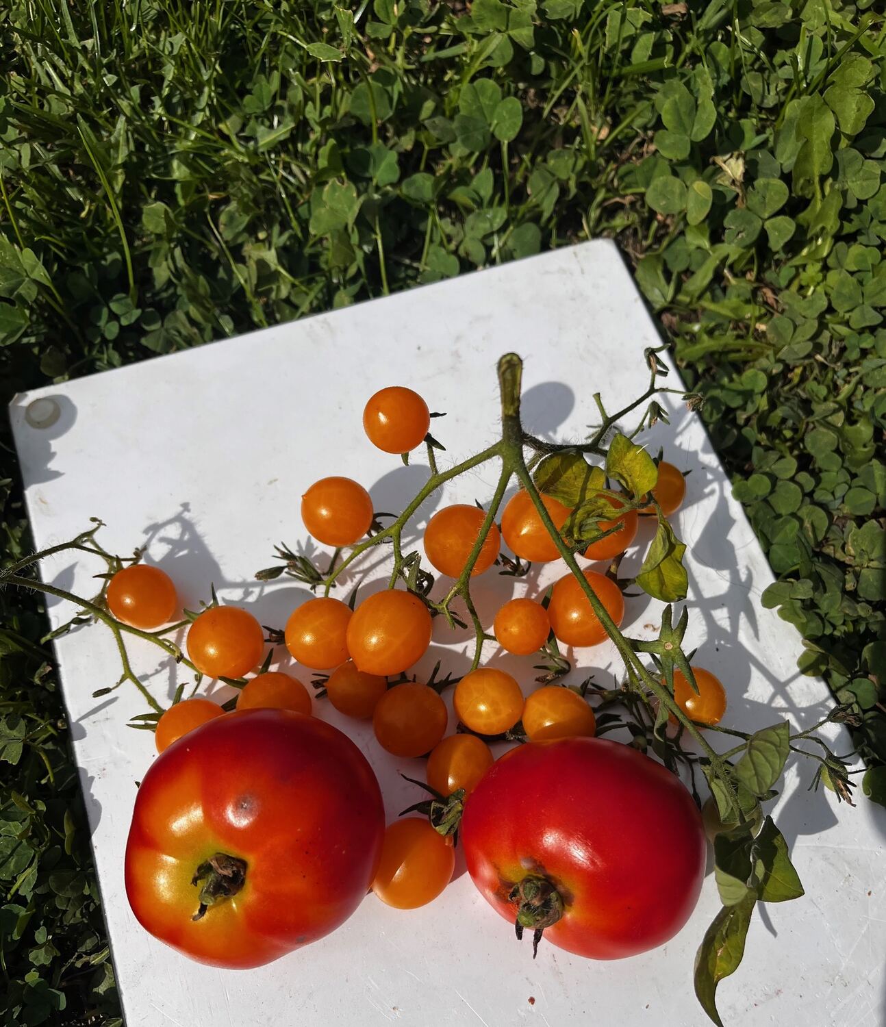Tomates du jardin