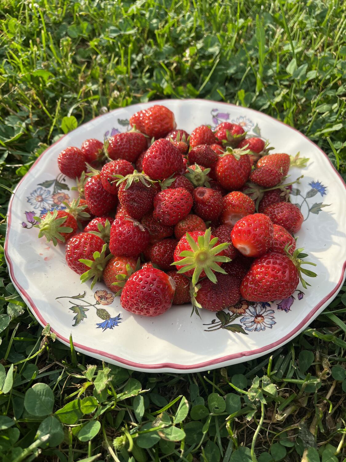Fraises fraîchement cueillies du jardin