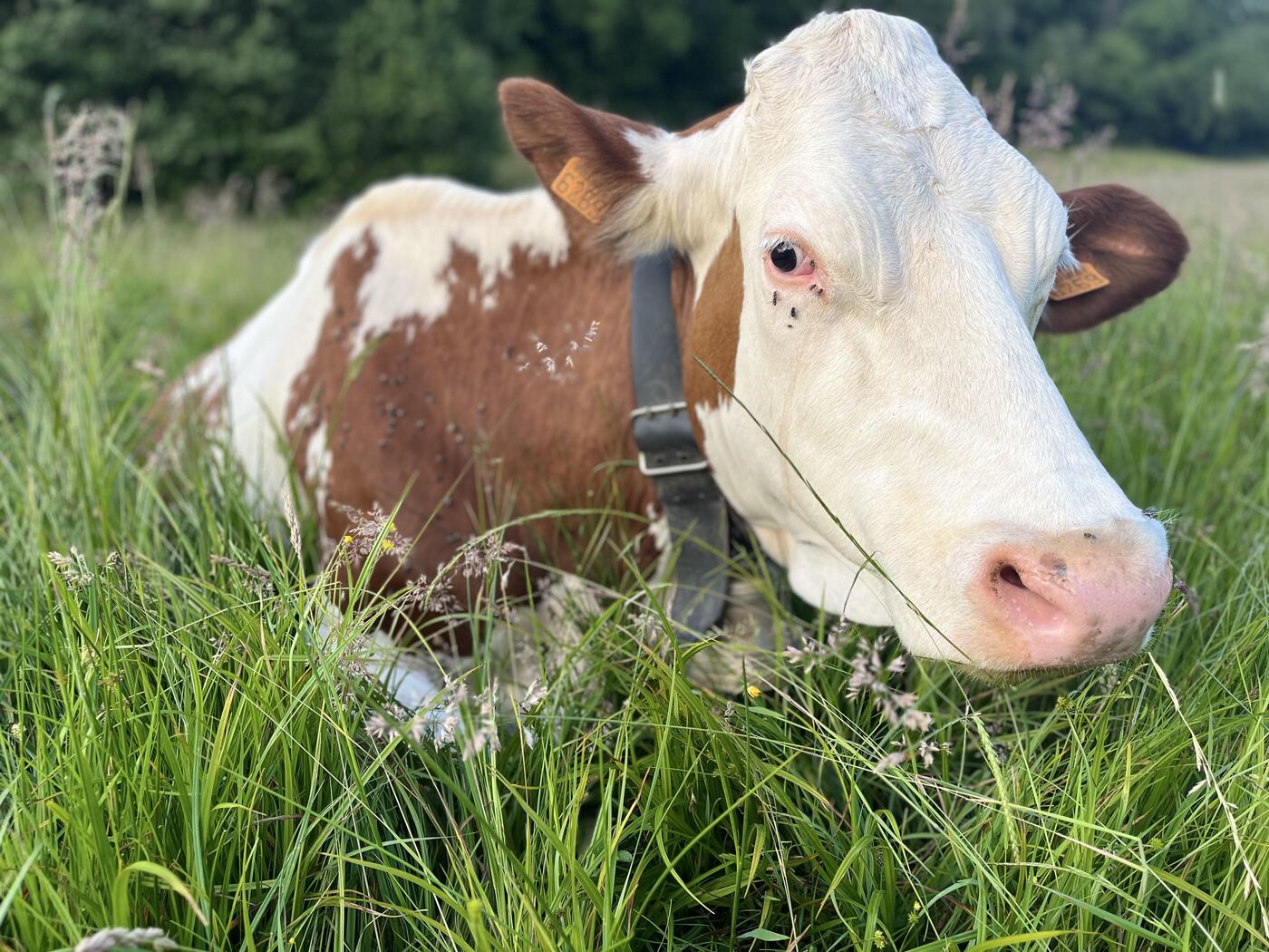 Une vache dans le pré voisin du gîte